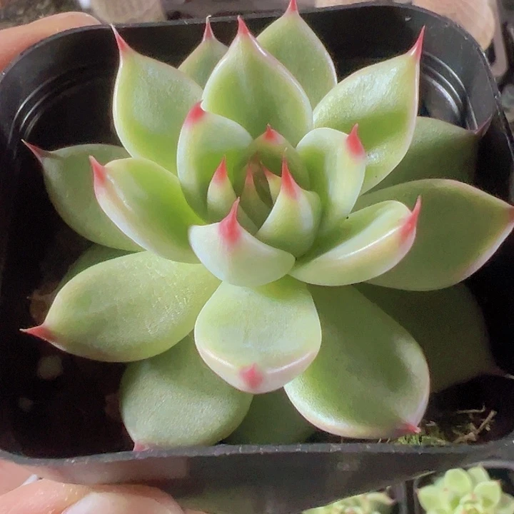 托斯卡精品多肉植物