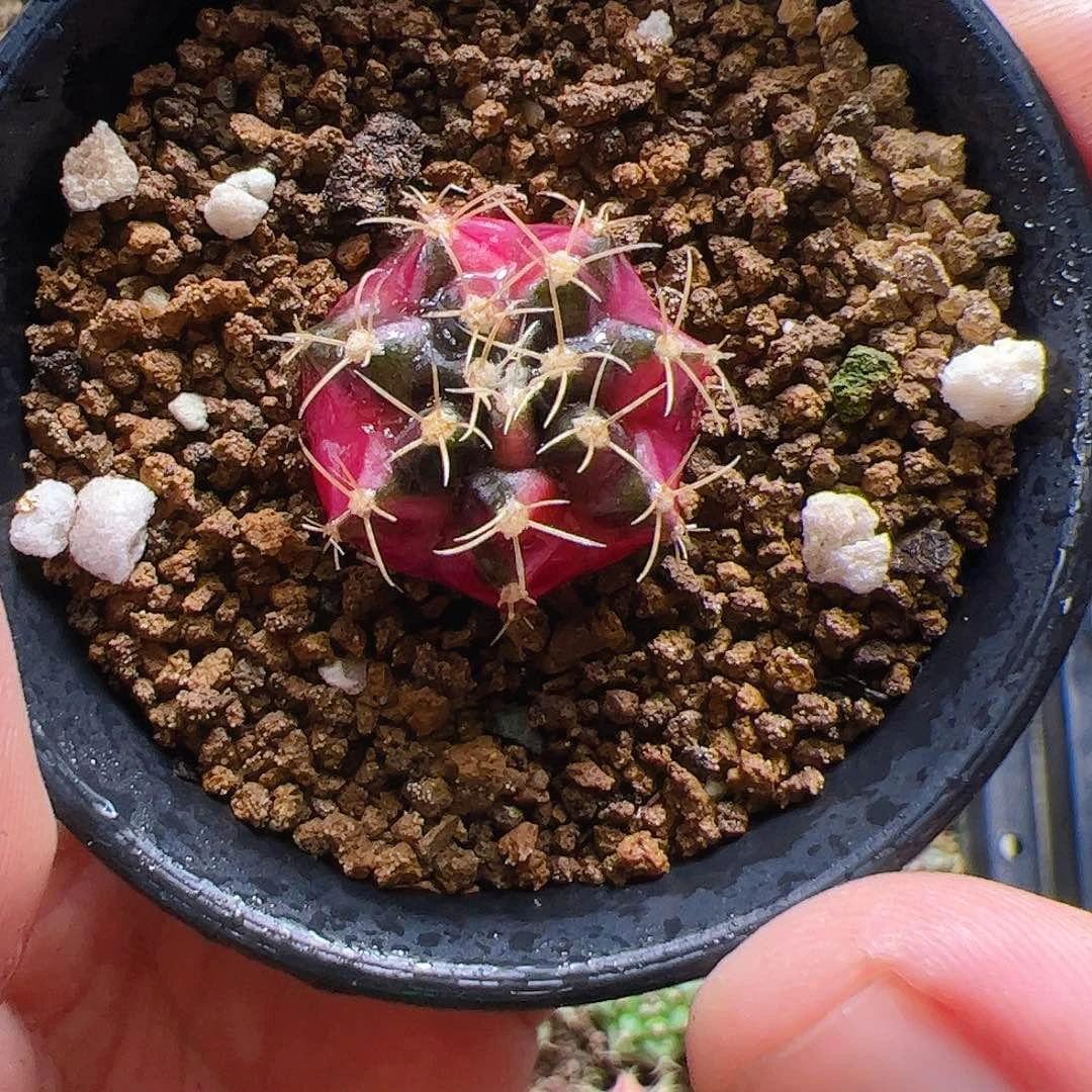 当前无花栽培后可以开花205