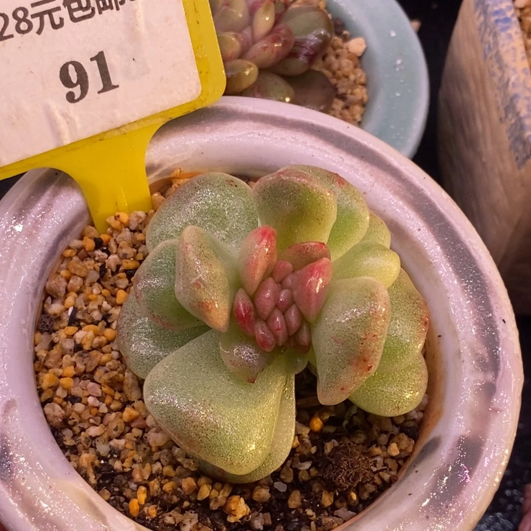 991冰玉石化缀化，带锦……