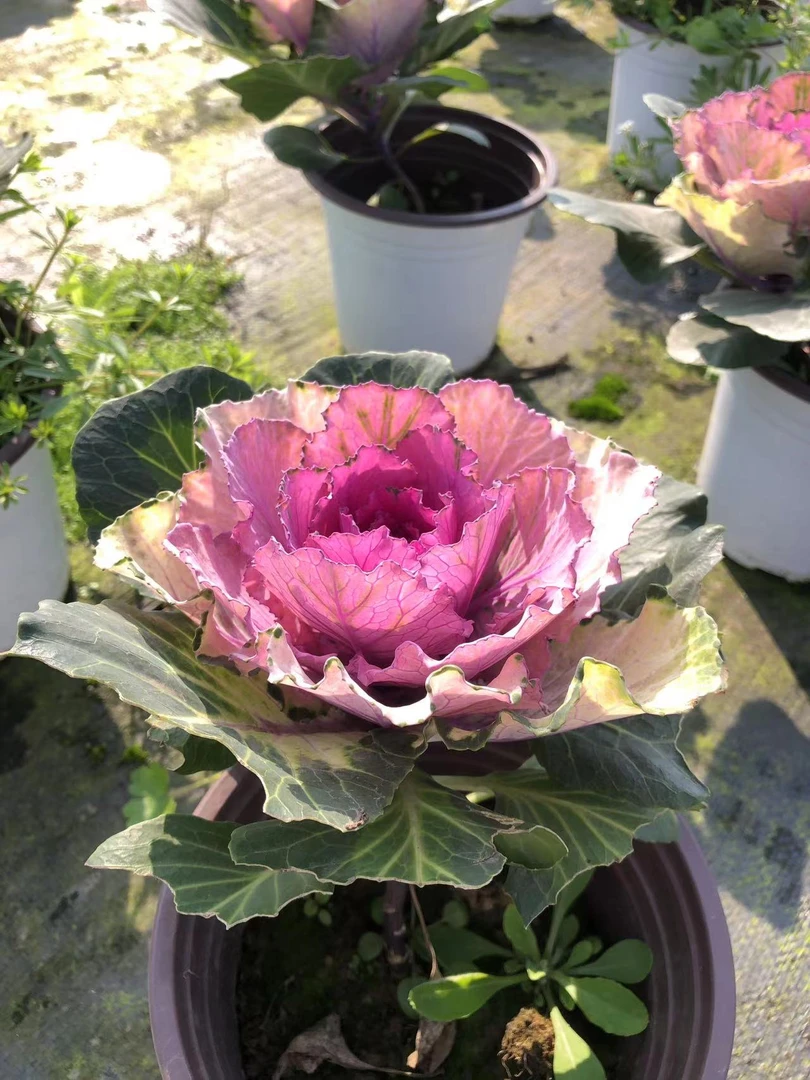 鲁西露羽衣甘蓝可食用观赏玫瑰甘蓝四季耐寒耐旱室内室外地栽盆栽