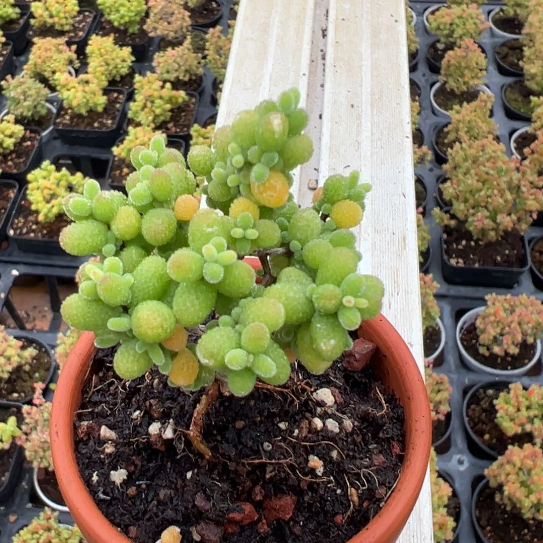 古***宁金桔糖球红陶盆一物一拍