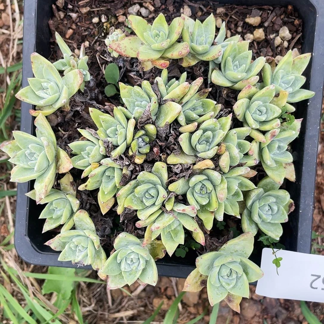 大宽叶白雪老桩152