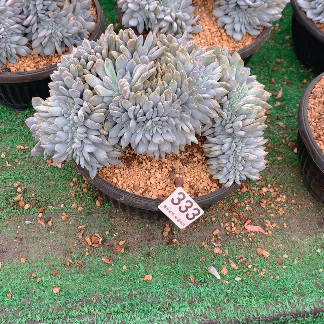 333橙子1111111141