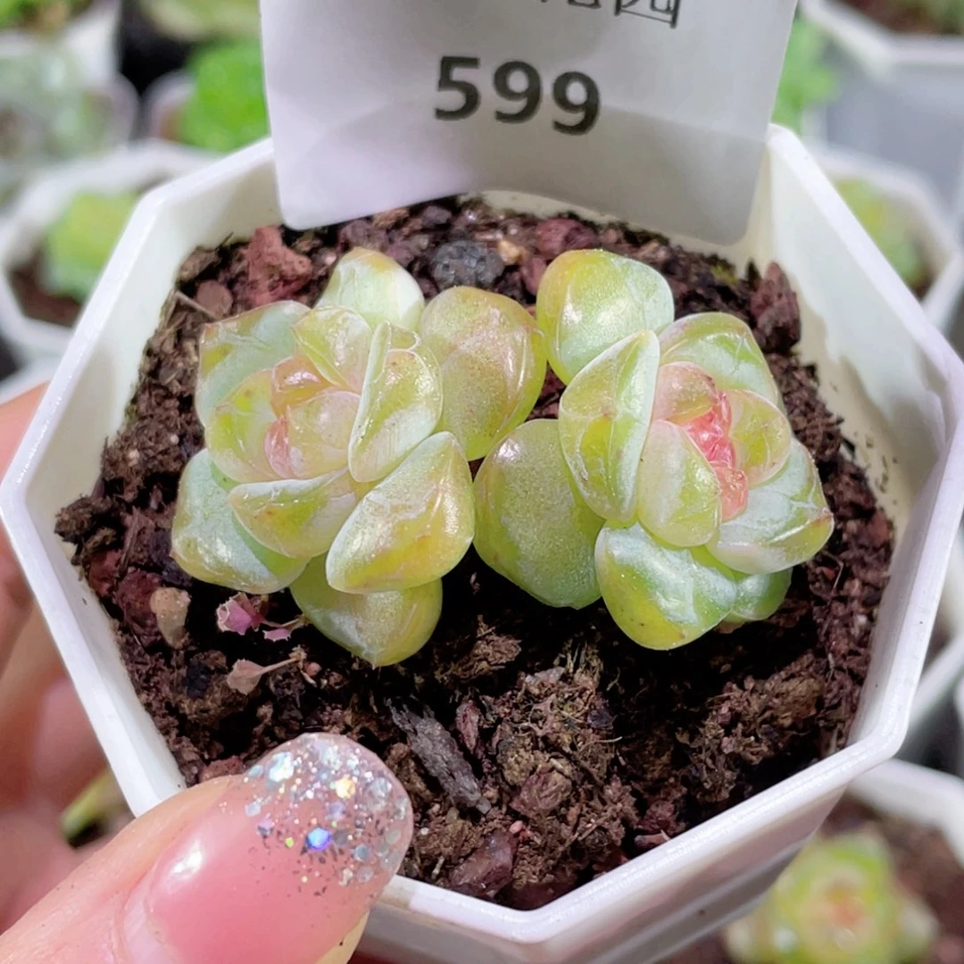 姗***姗599号糖心冰心珍妮 幻梦