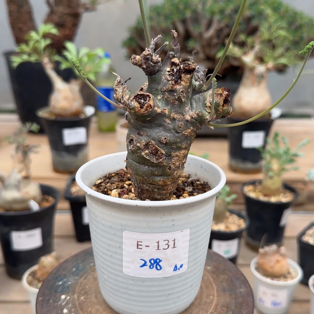 131沉香鹿茸洋葵块根植物
