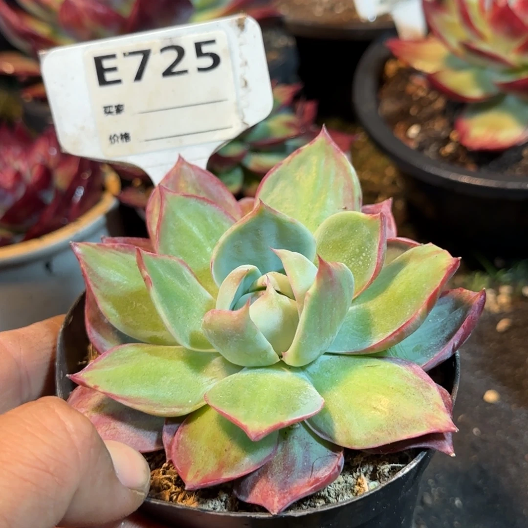 惊鸿一物一拍包装收缩花旱725