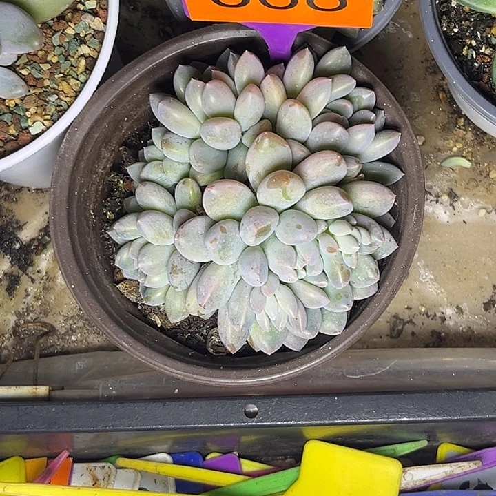 多肉植物奶糖群368