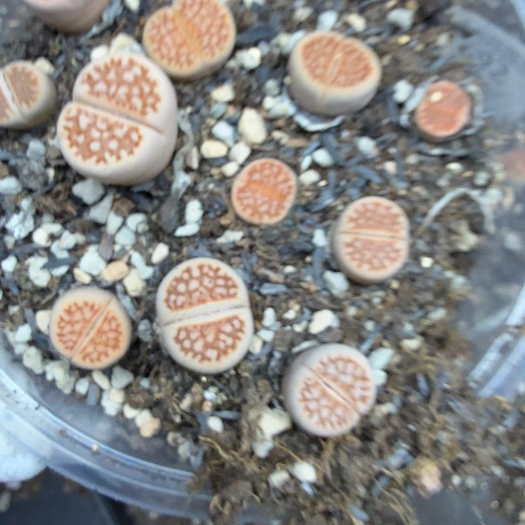 是一个不想被爱包围被宠爱694