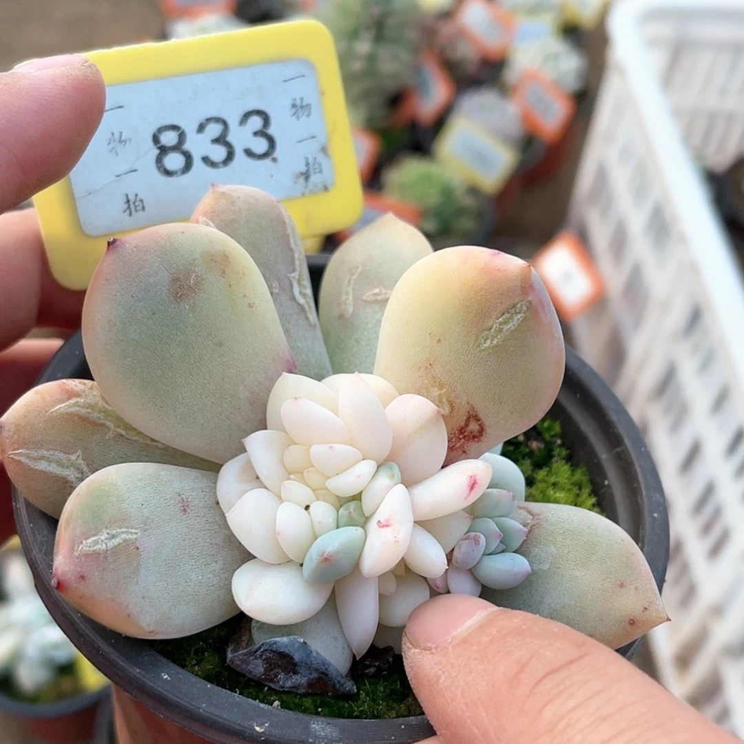 【闪购商品】花****爱833号