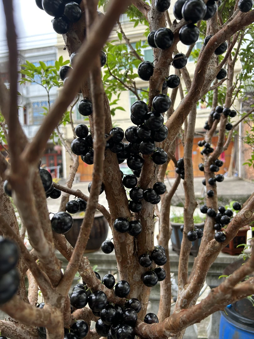 嘉宝果树葡萄（一物一拍）看好再拍不退不换