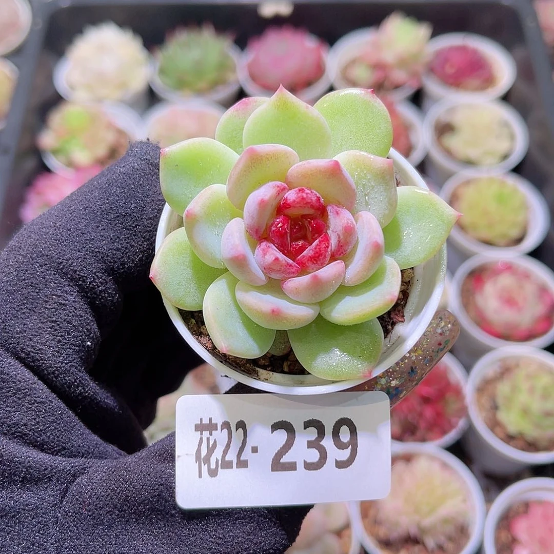 花利美22-239新品
