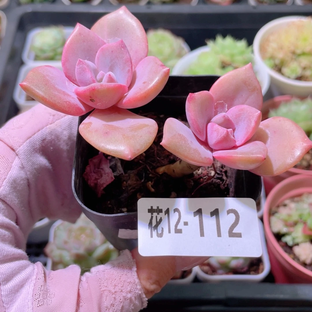 花利美12-112彩虹糖
