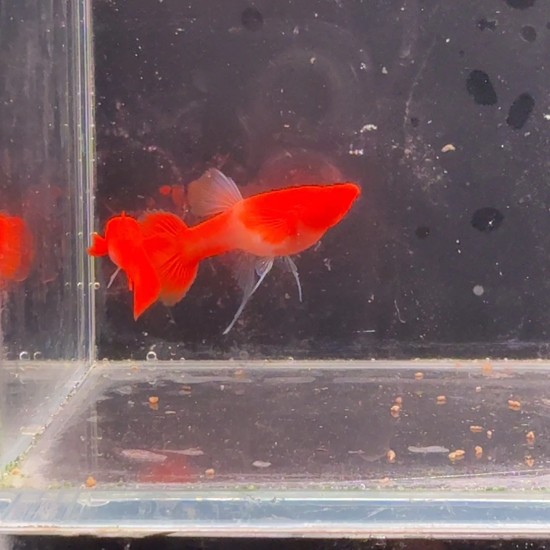 孔雀鱼鸿运当头双份水缎带1对