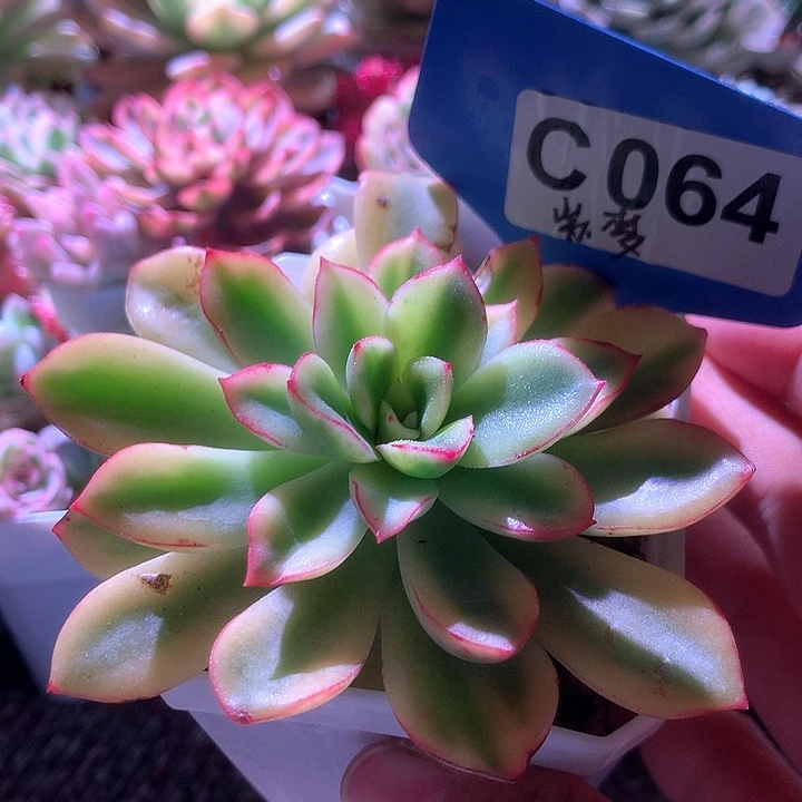 紫梦覆轮锦有根有