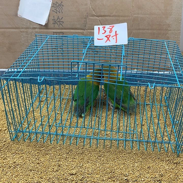 虎皮鹦鹉?****牡丹一如