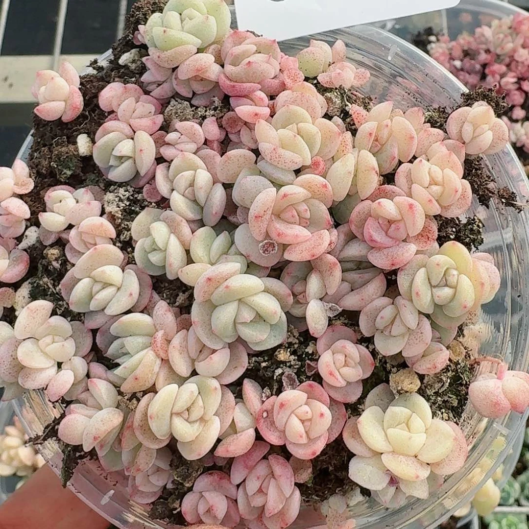 杂交新品珍妮多肉39