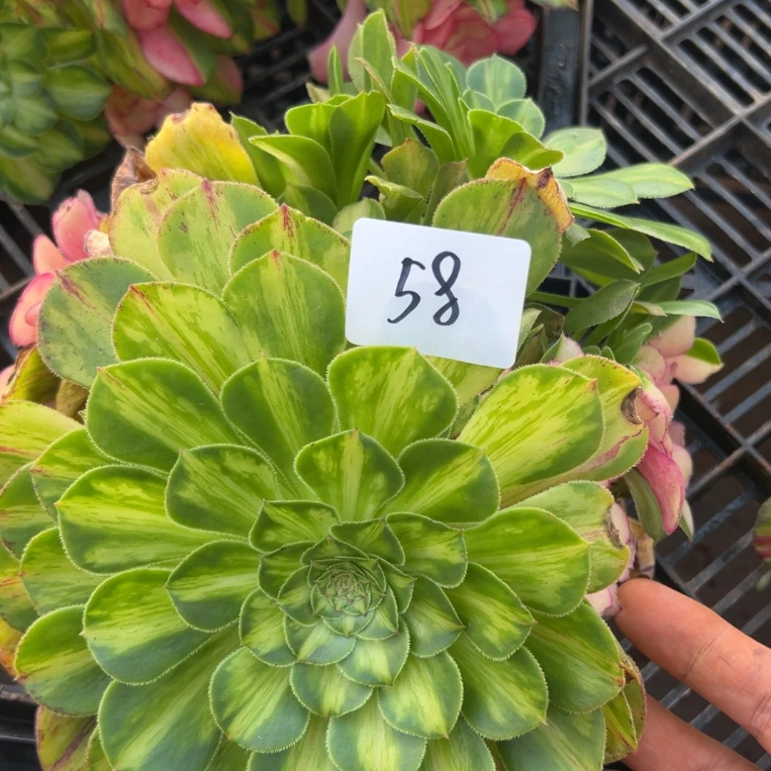 沧***田精品多肉植物058