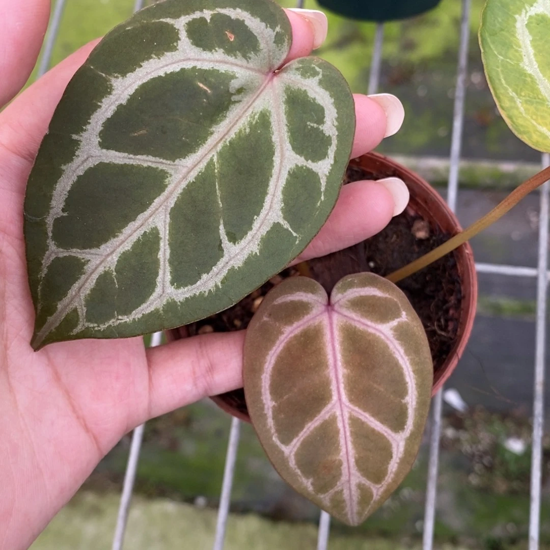 不开花植物红水晶籽播