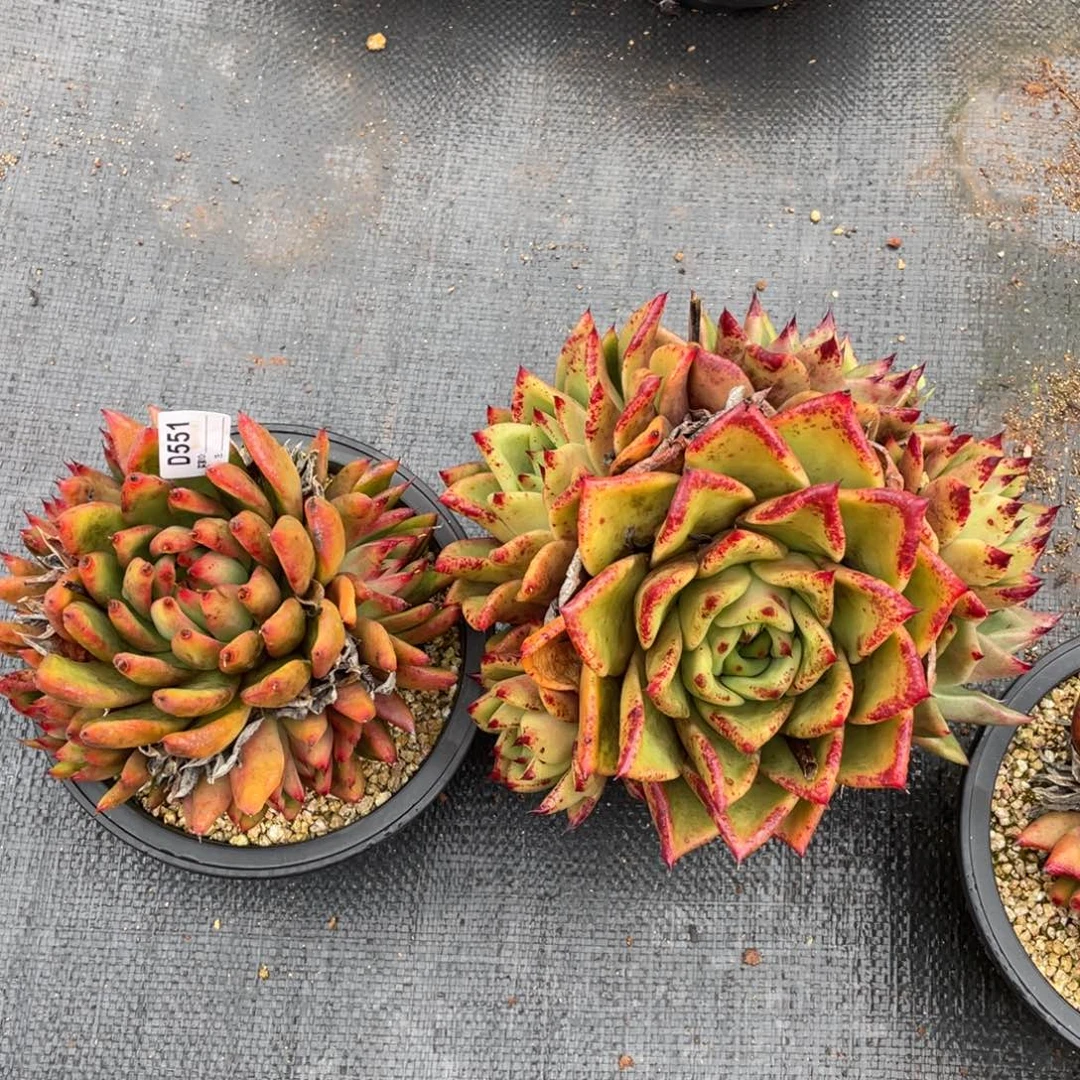 无花朵若如东云组拍D551