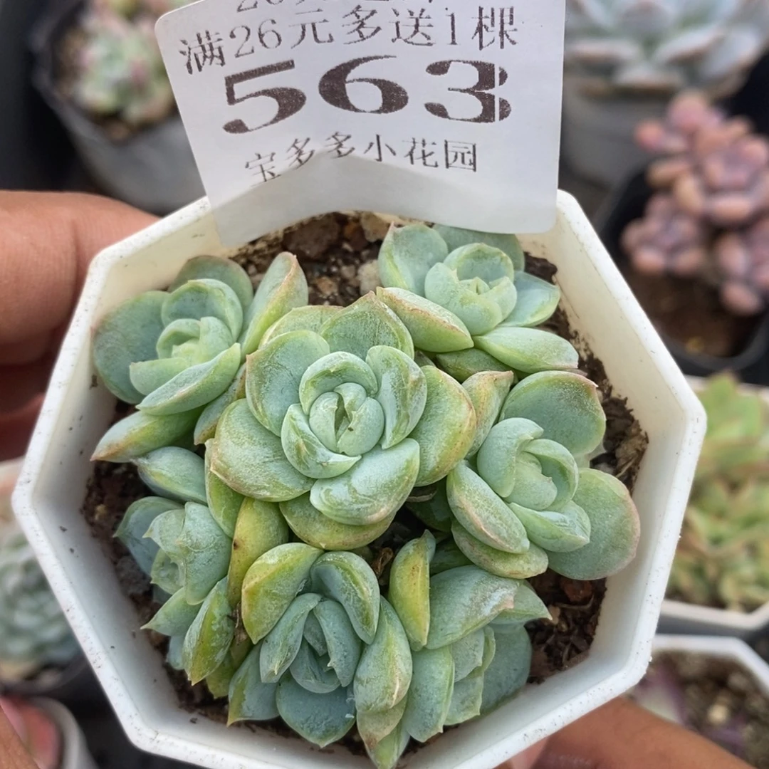 胖虎珍妮七头群一物一拍满20包邮满26送一颗多肉