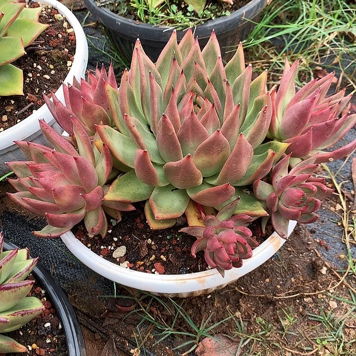 美肉特价活动开始啦