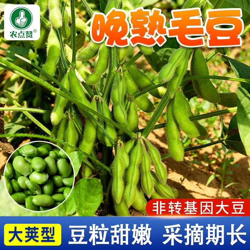 晚熟毛豆种籽  晚熟毛豆种子春秋四季青豆菜豆农家蔬菜种植