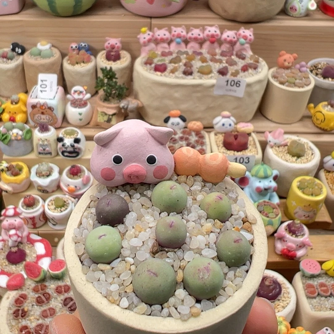 多肉植物157号红嘴