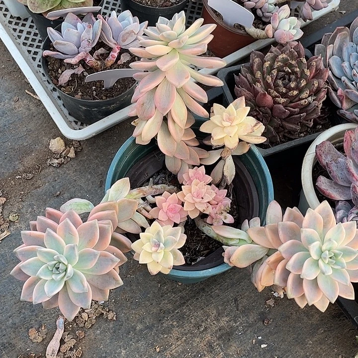 小***冻淡雪锦多肉植物群生