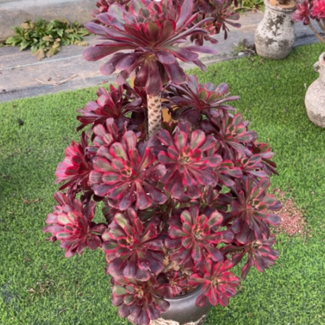 【闪购商品】29丽娜多肉法师