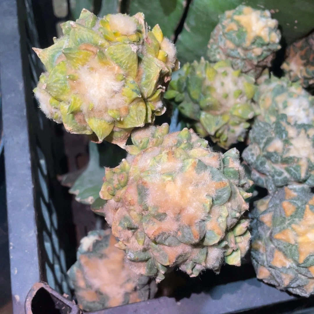泡**?落地晾晒发货 仙人球
