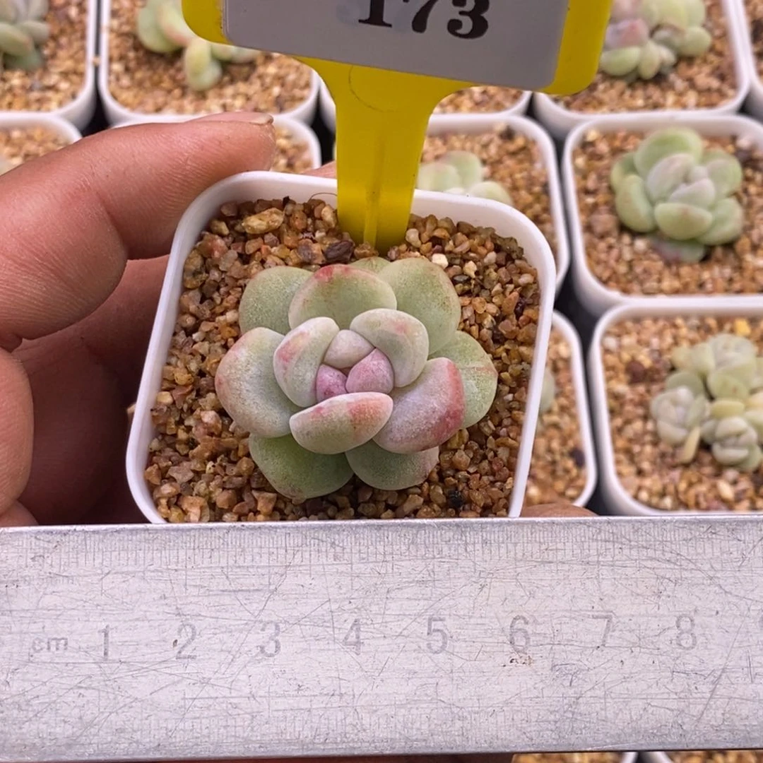 5173冰玉石化锦带锦多肉