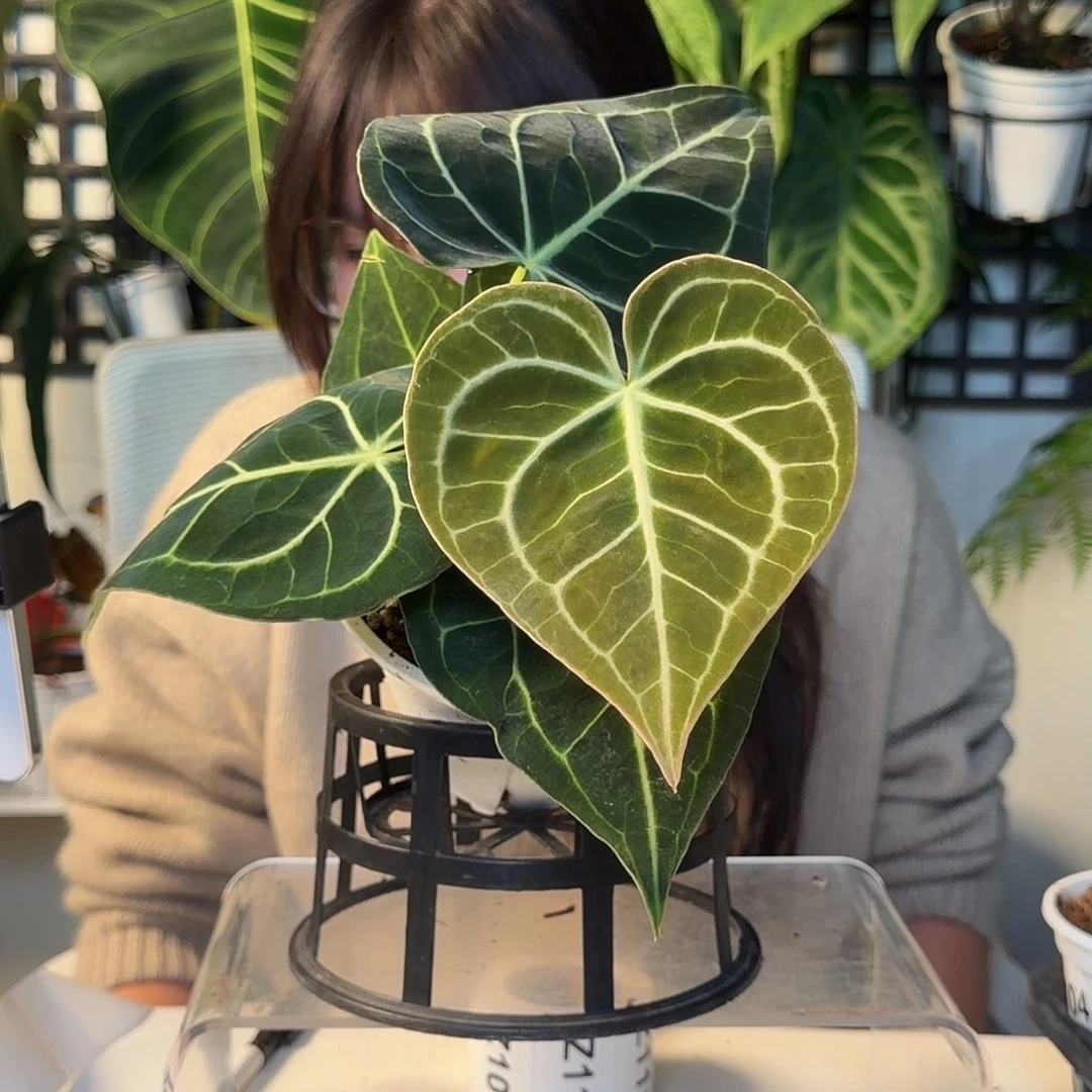 完全开放Z一物一拍105