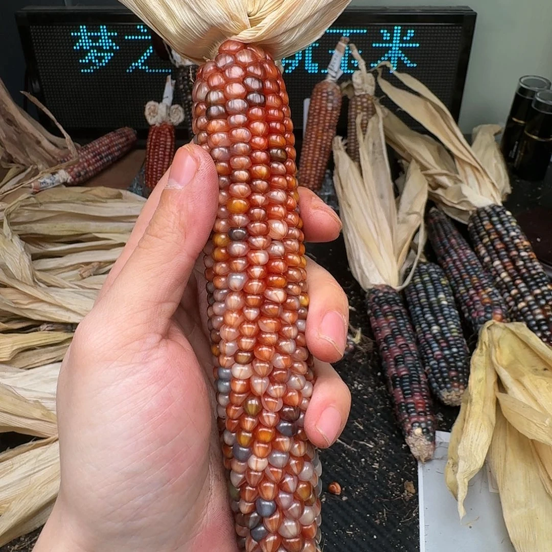 柏香籽/百香籽吊坠吴*默