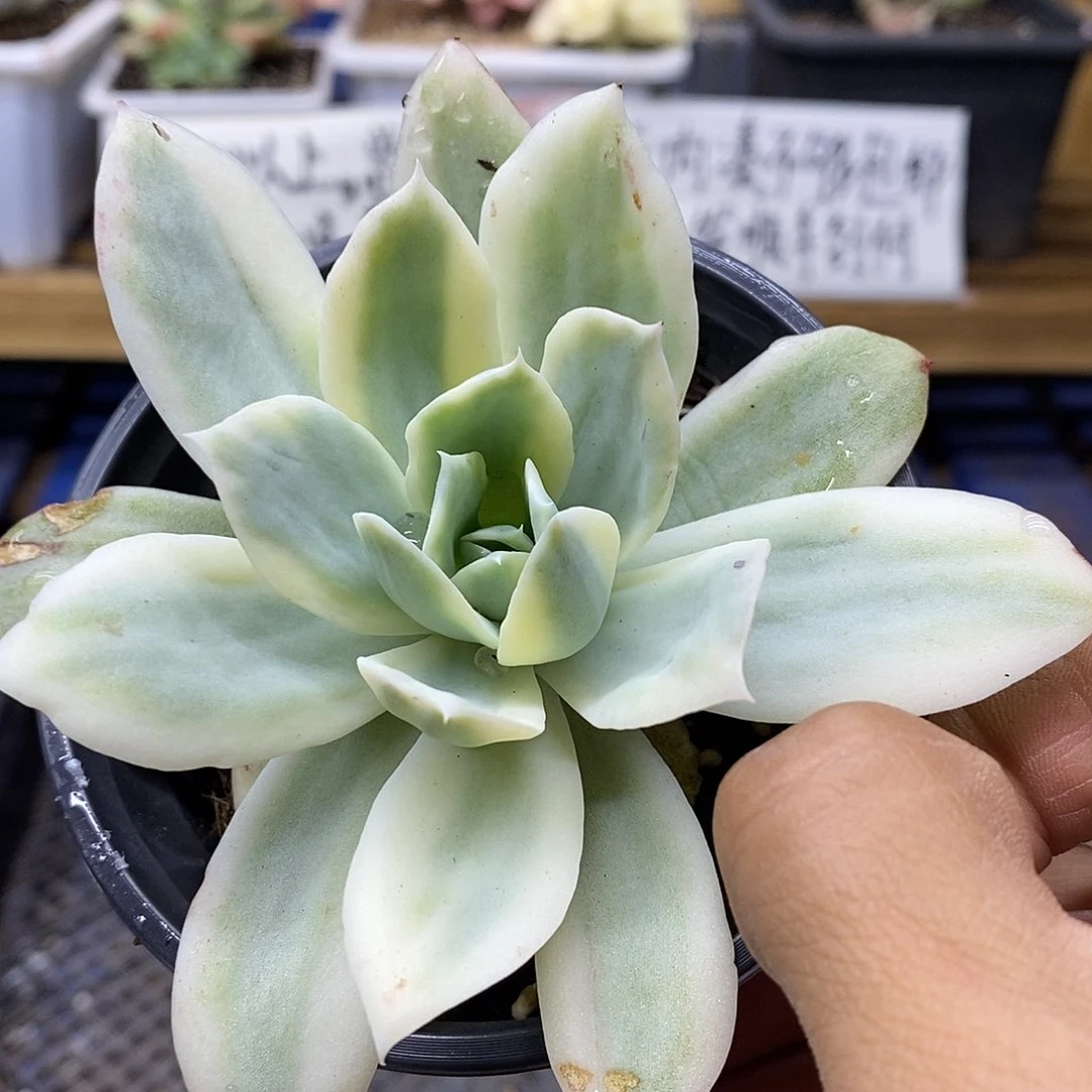 08156 小白龙覆轮锦