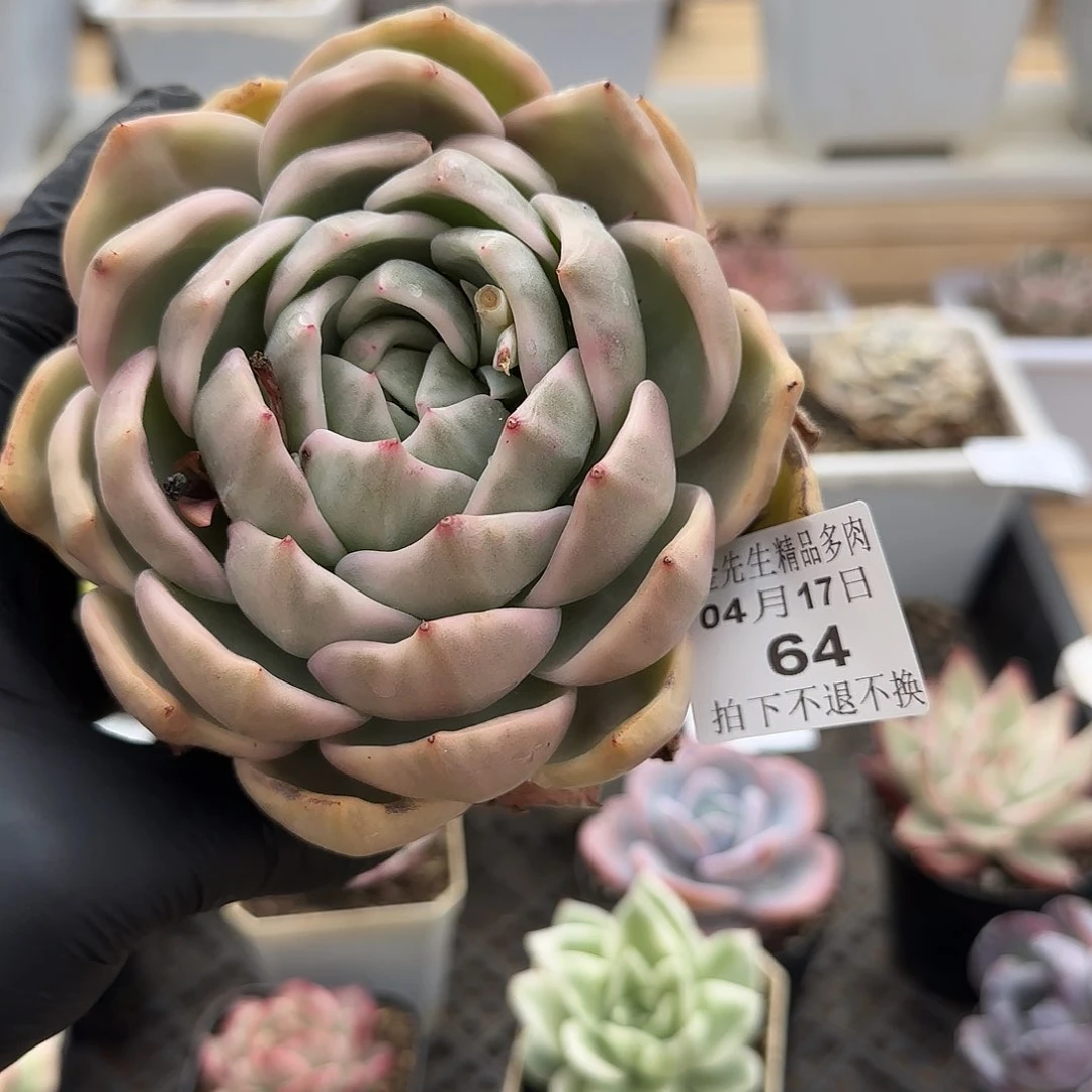 0417-64香槟锦单头