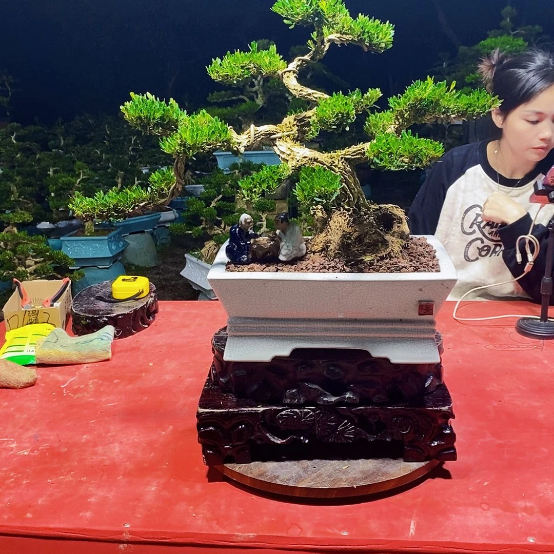 完全开放广东黄杨盆景