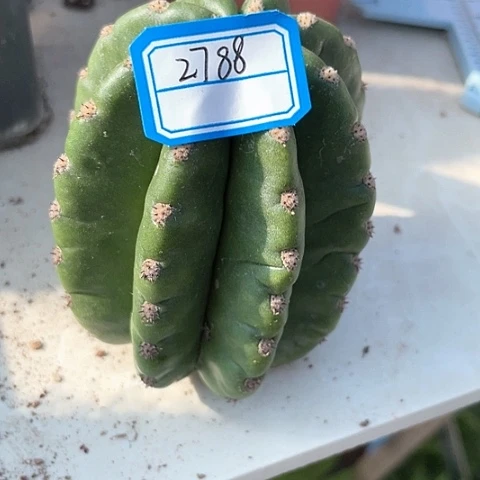 @**L2788 圣佩德罗大侧牙