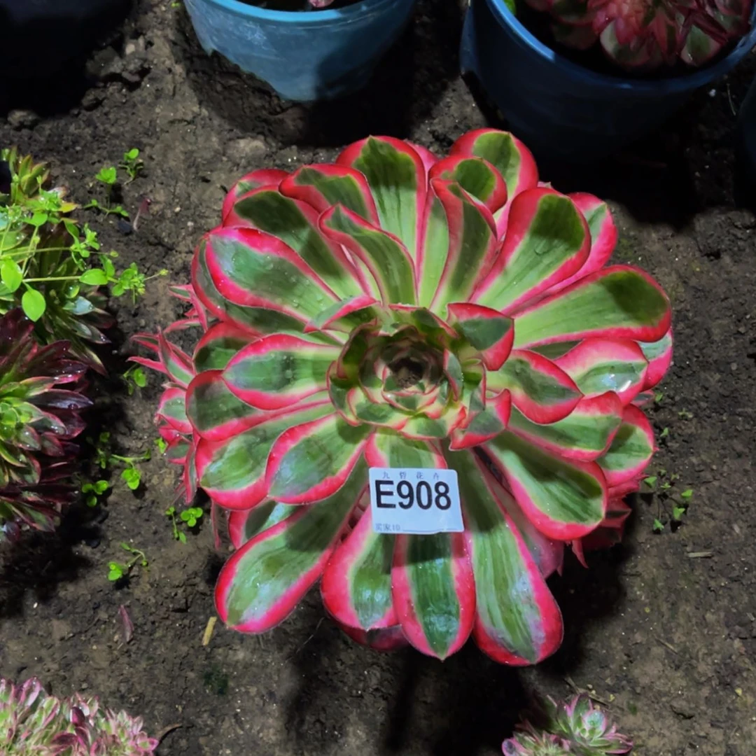 【闪购商品】90800