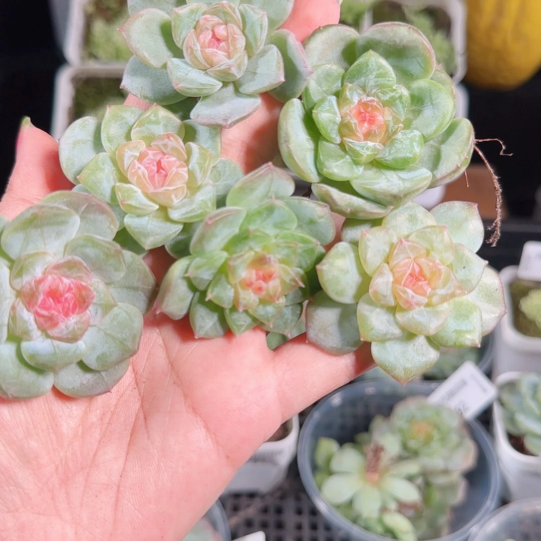 0828---97糖心珍妮