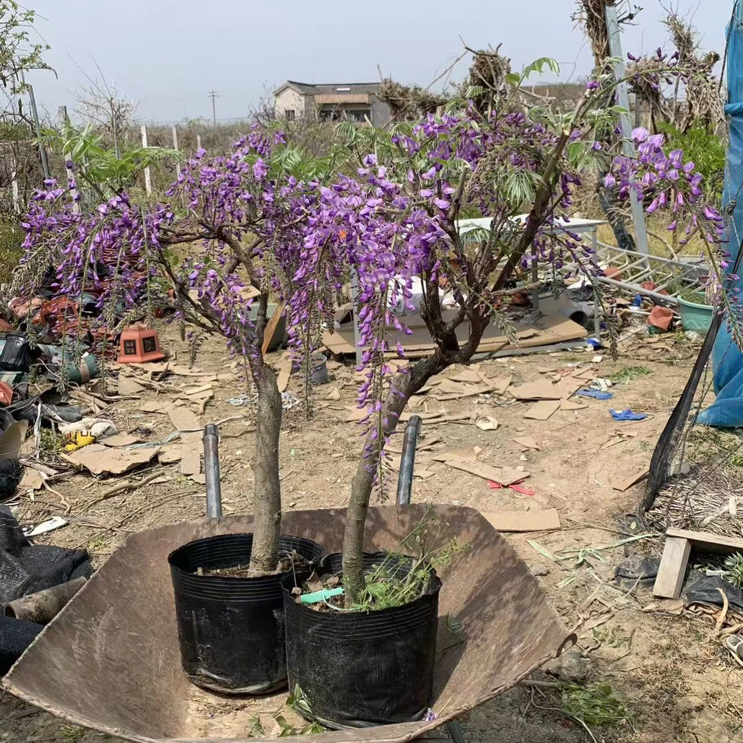 嫁接品种紫藤花树苗