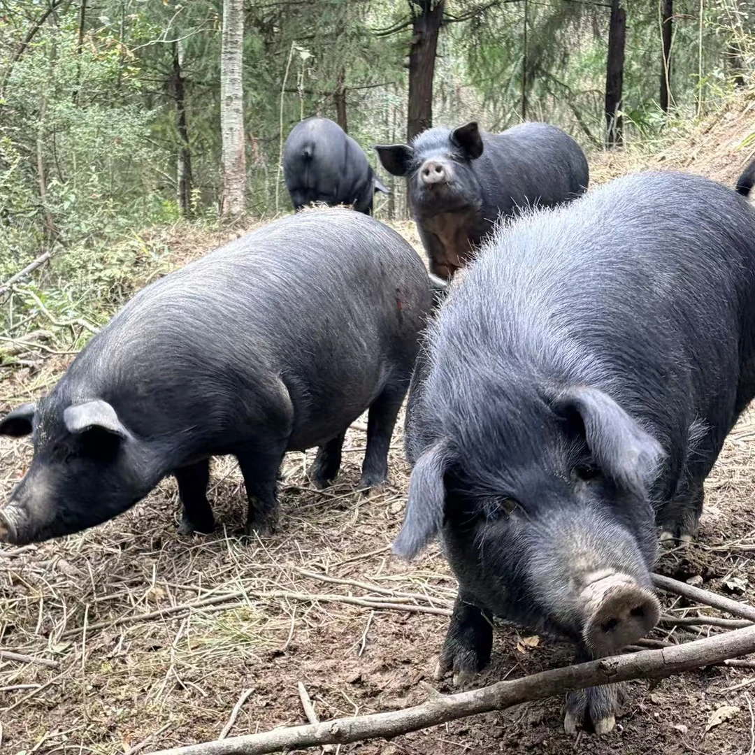 【庆娃表哥】散养跑山黑猪《顺丰发运》五花肉