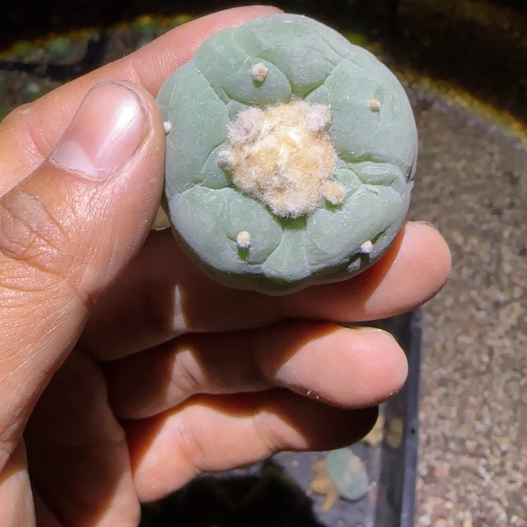 优选日系银鱼籽播实生2