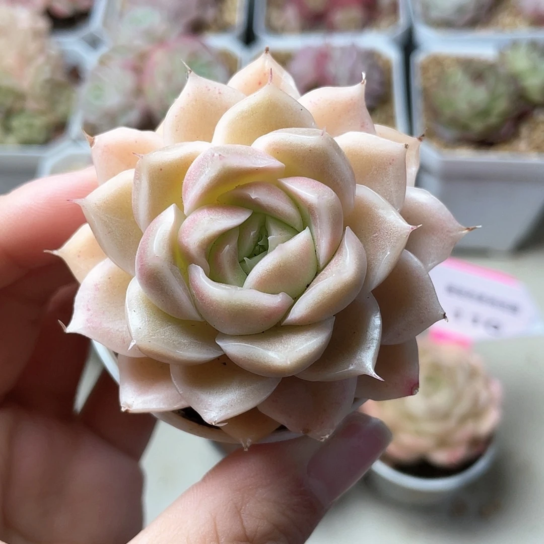 优选麦秆精品134