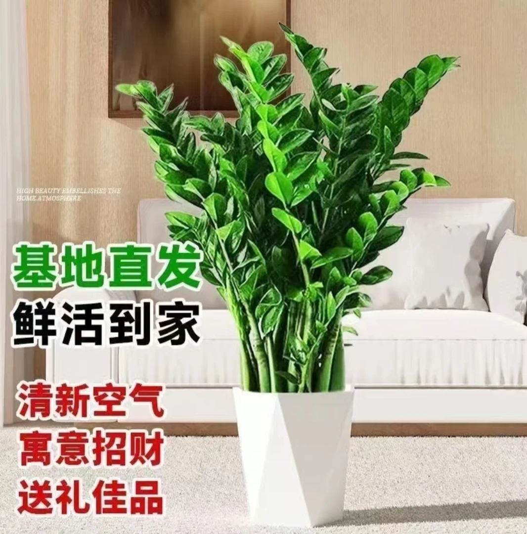 T[60-70CM]带白盆公分金钱树室内客厅办公室四季常青净化空气绿植