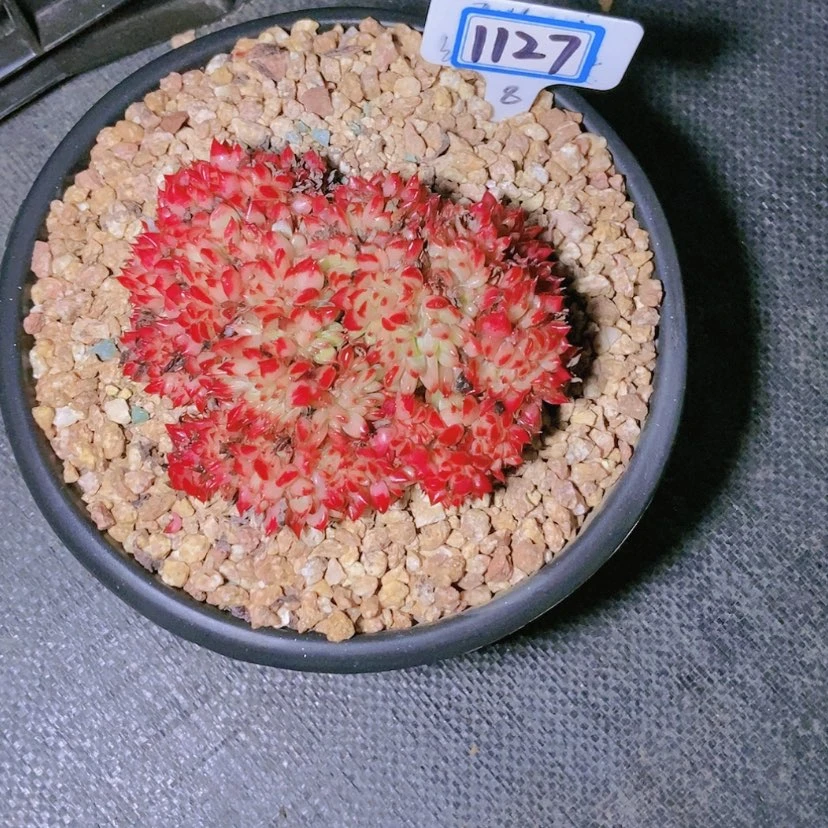 【闪购商品】R****r1127寄养