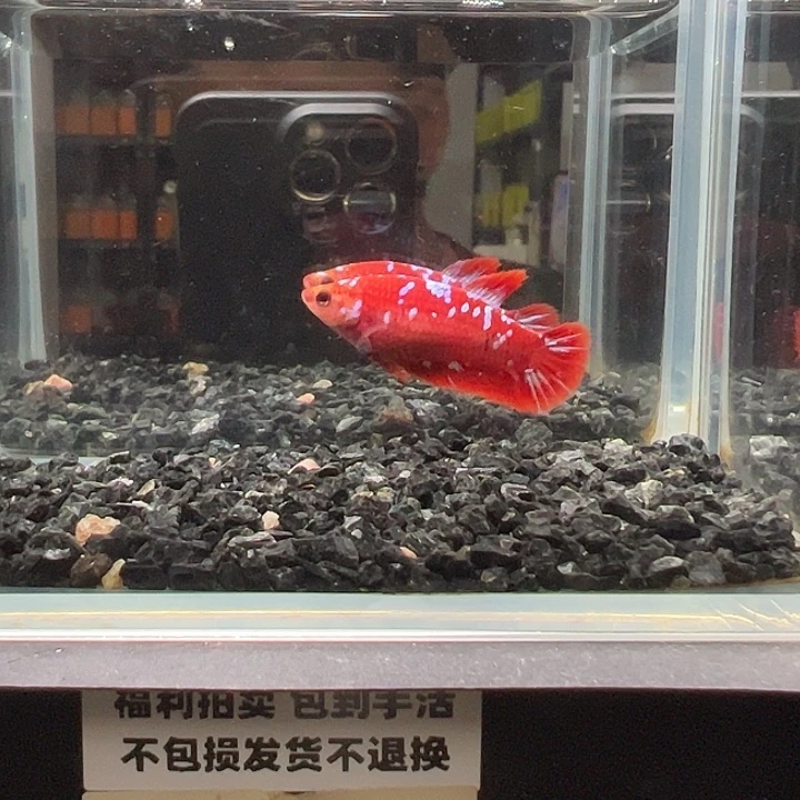 斗鱼竞拍跑单拉黑23日母鱼60