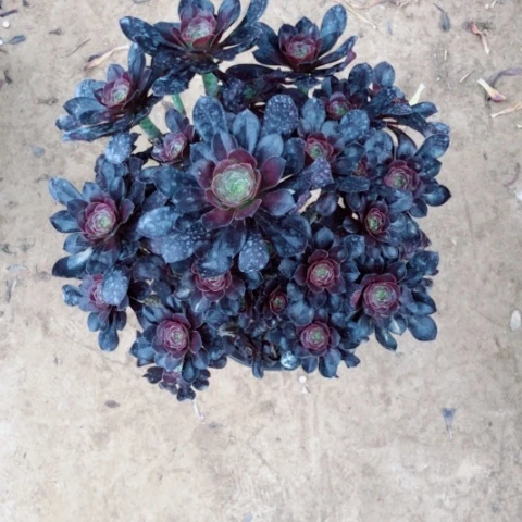 多肉法师圆叶老庄