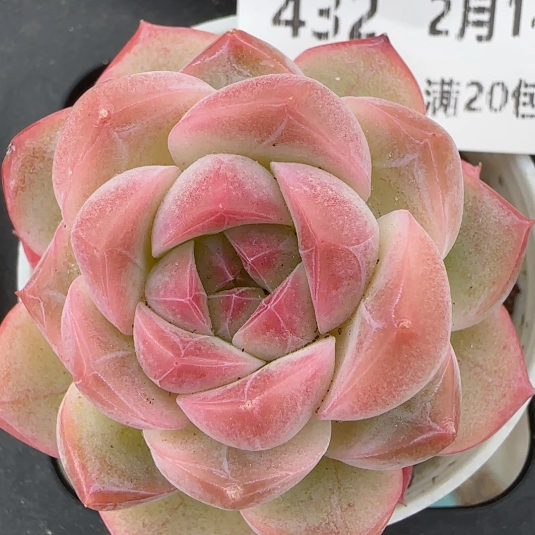 花语逸镜0214-432