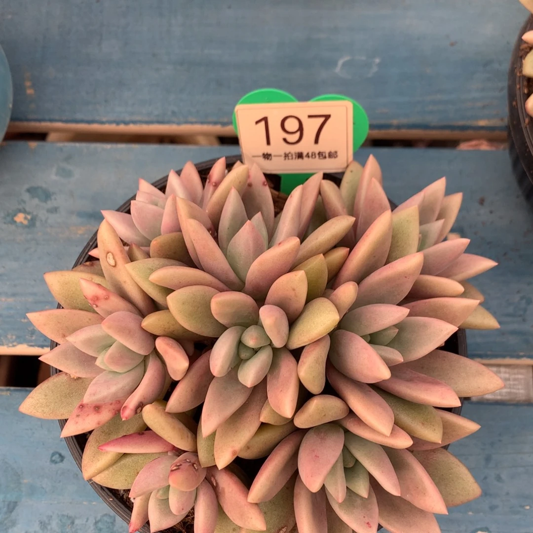 桃花源无砍平头197