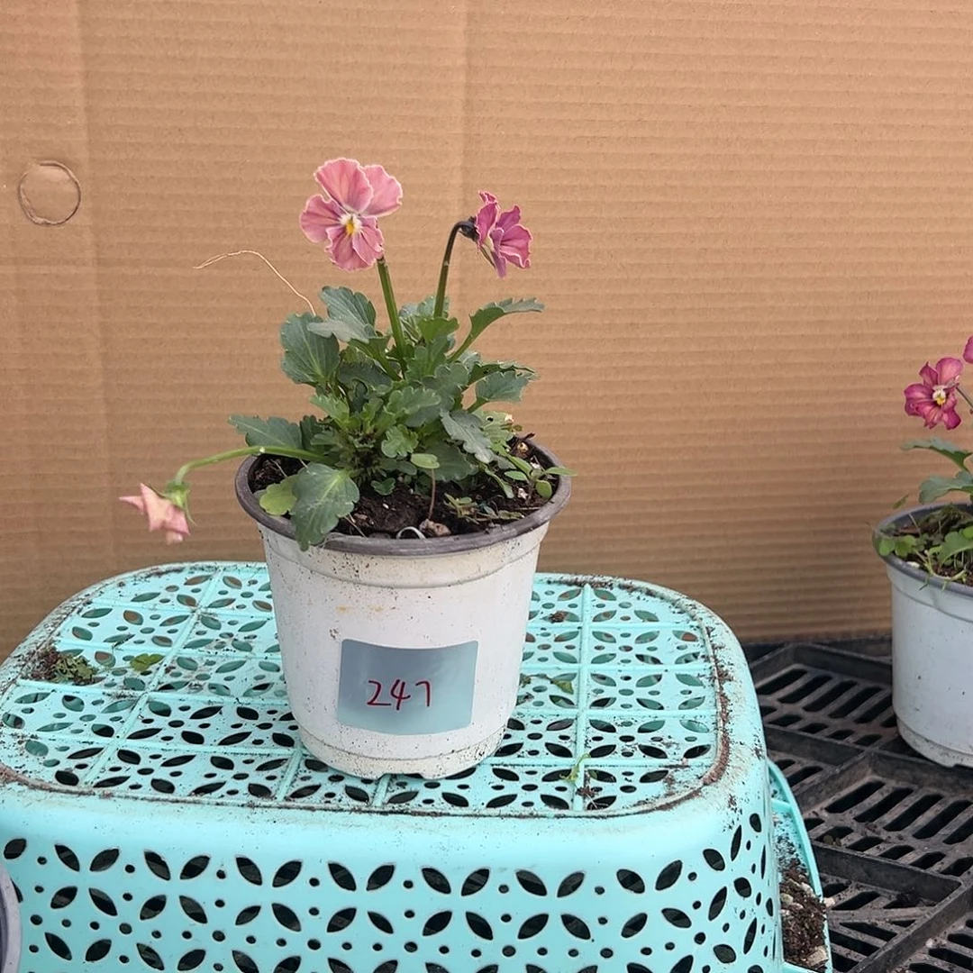 【闪购商品】完全开放247号